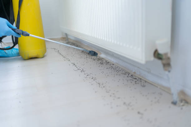 Best Exterminator Services  in Bermuda Dunes, CA