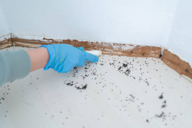 Best Flea Control Services  in Bermuda Dunes, CA